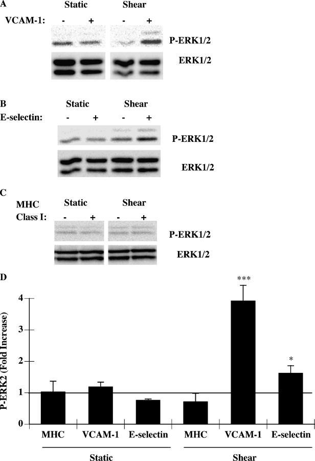 https://cdn.ncbi.nlm.nih.gov/pmc/blobs/21dd/2212932/cb0431546577/20041315f5.jpg