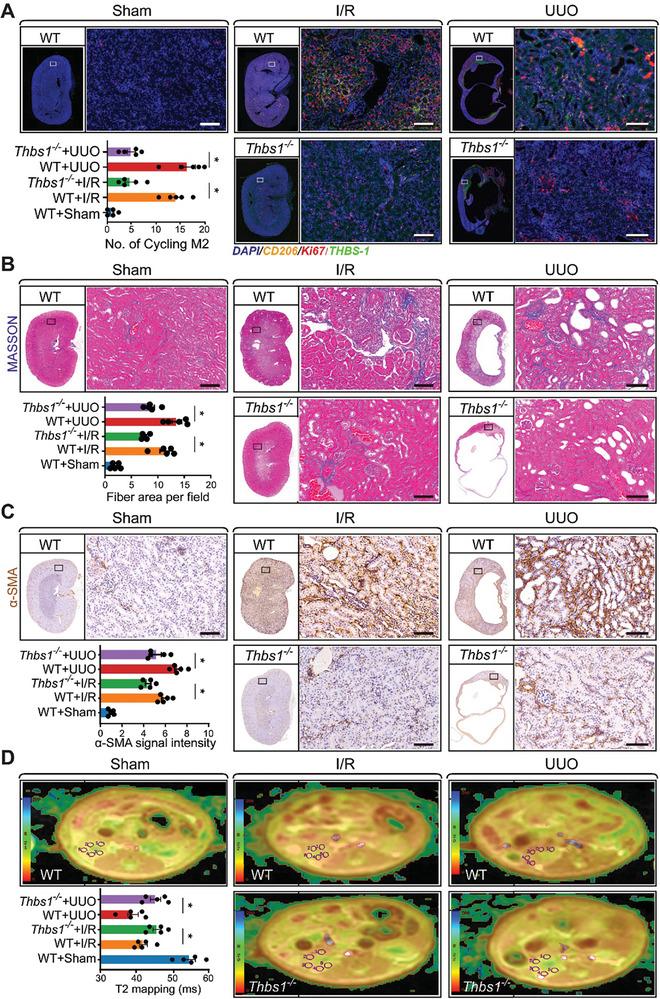 https://cdn.ncbi.nlm.nih.gov/pmc/blobs/21df/11304276/841c03640144/ADVS-11-2308505-g008.jpg