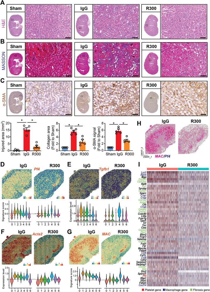 https://cdn.ncbi.nlm.nih.gov/pmc/blobs/21df/11304276/863241a2eb71/ADVS-11-2308505-g004.jpg