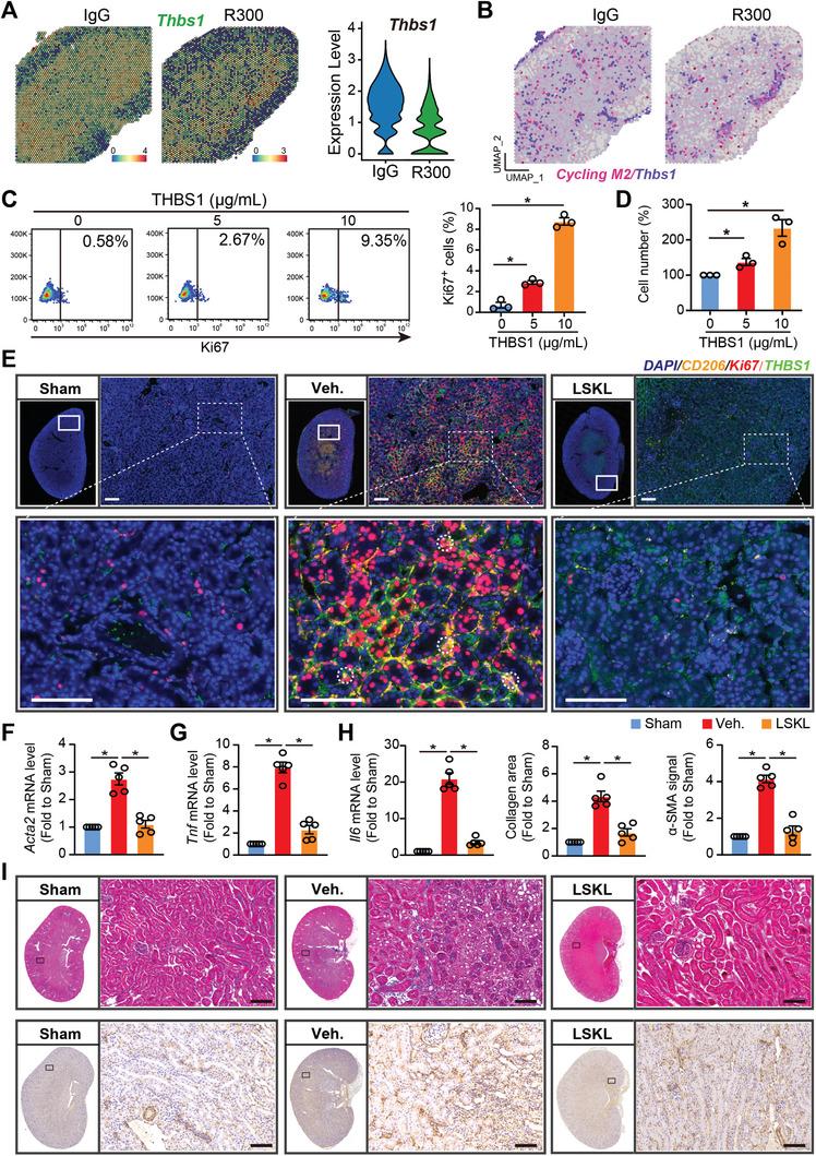 https://cdn.ncbi.nlm.nih.gov/pmc/blobs/21df/11304276/ddaa5765600a/ADVS-11-2308505-g005.jpg