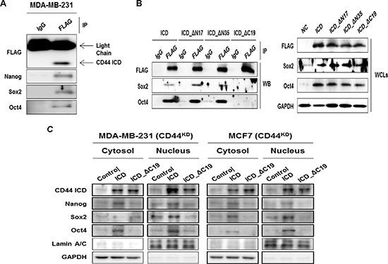 https://cdn.ncbi.nlm.nih.gov/pmc/blobs/21e2/4496178/7fa0910f8c0c/oncotarget-06-8709-g005.jpg