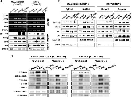 https://cdn.ncbi.nlm.nih.gov/pmc/blobs/21e2/4496178/aa367cbd84c5/oncotarget-06-8709-g004.jpg