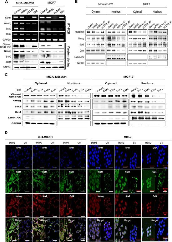 https://cdn.ncbi.nlm.nih.gov/pmc/blobs/21e2/4496178/c73c618c422e/oncotarget-06-8709-g003.jpg