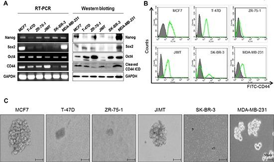 https://cdn.ncbi.nlm.nih.gov/pmc/blobs/21e2/4496178/d983ea4eda2e/oncotarget-06-8709-g001.jpg