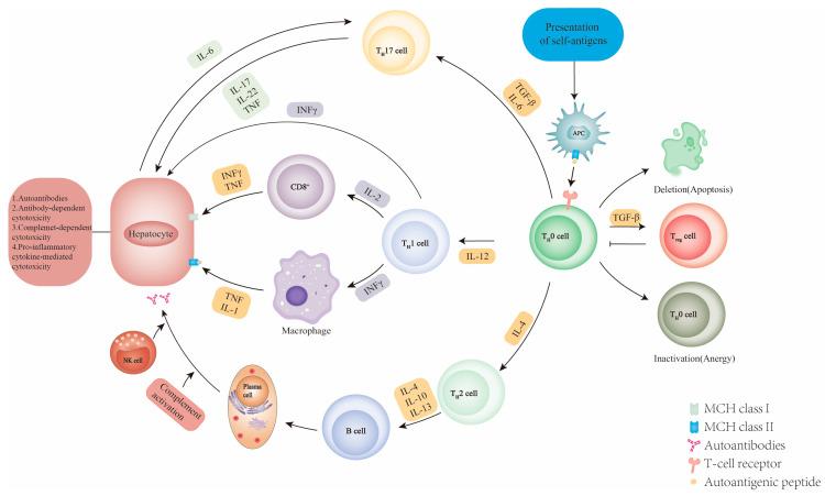 https://cdn.ncbi.nlm.nih.gov/pmc/blobs/21e4/10297001/7210a74e5bed/diseases-11-00080-g004.jpg