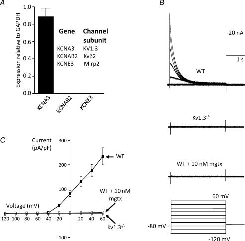 https://cdn.ncbi.nlm.nih.gov/pmc/blobs/21eb/2876798/0ca795bec7f6/tjp0588-1399-f1.jpg