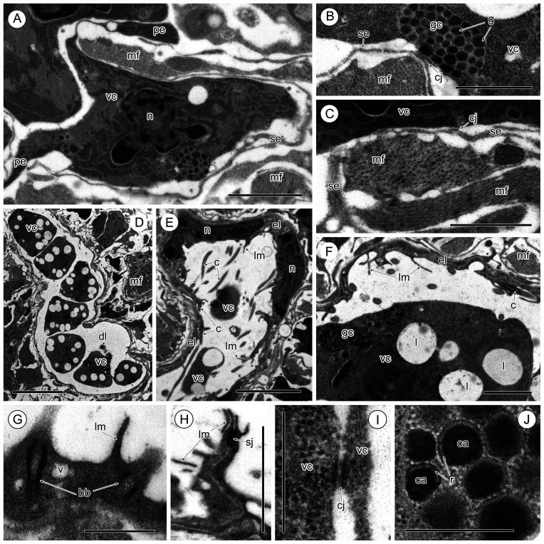 https://cdn.ncbi.nlm.nih.gov/pmc/blobs/21eb/8547224/221ee03a8a95/parasite-28-72-fig3.jpg