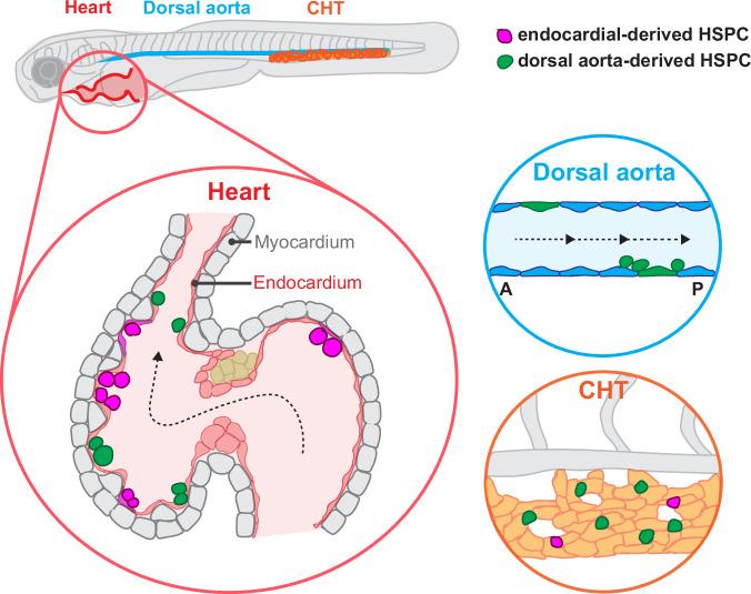 https://cdn.ncbi.nlm.nih.gov/pmc/blobs/21ef/11366026/db9d24e71557/41467_2024_51920_Fig8_HTML.jpg