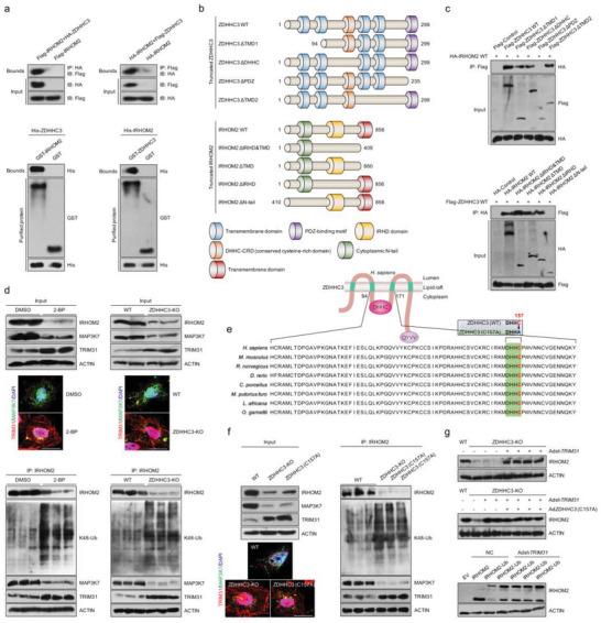 https://cdn.ncbi.nlm.nih.gov/pmc/blobs/21f1/10558657/471dcaec5a1b/ADVS-10-2302130-g008.jpg