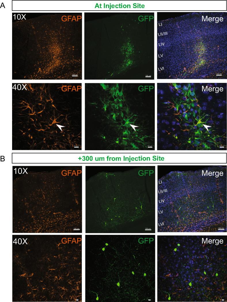 https://cdn.ncbi.nlm.nih.gov/pmc/blobs/21fa/10864292/dc383c65ea64/41598_2024_52478_Fig5_HTML.jpg