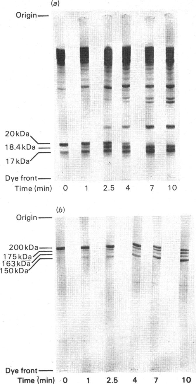 https://cdn.ncbi.nlm.nih.gov/pmc/blobs/21fb/1163640/7d1932991d23/biochemj00383-0032-a.jpg