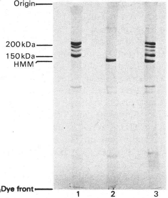 https://cdn.ncbi.nlm.nih.gov/pmc/blobs/21fb/1163640/8384c472fb27/biochemj00383-0034-a.jpg