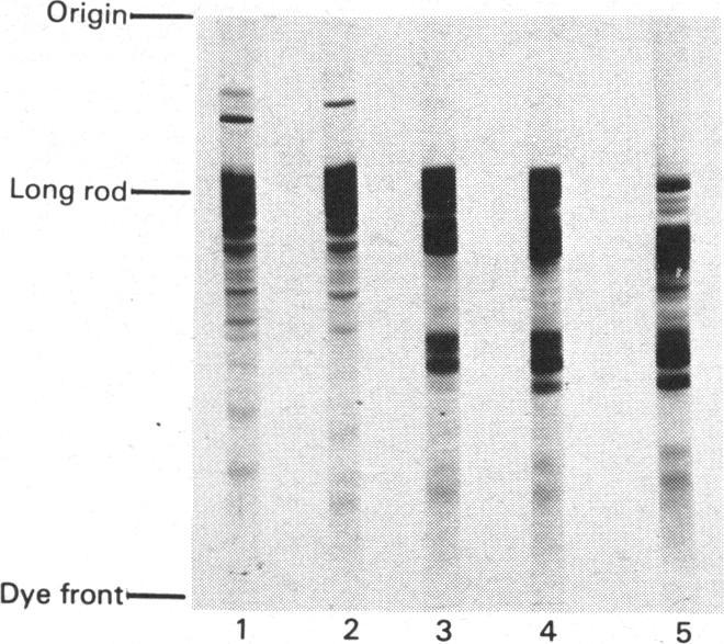 https://cdn.ncbi.nlm.nih.gov/pmc/blobs/21fb/1163640/dbe332b67e9e/biochemj00383-0034-b.jpg