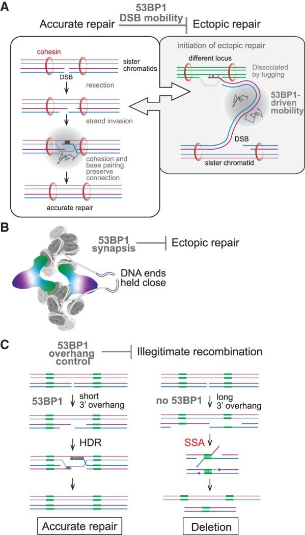 https://cdn.ncbi.nlm.nih.gov/pmc/blobs/2202/6938671/486dac9c8eb9/7f08.jpg