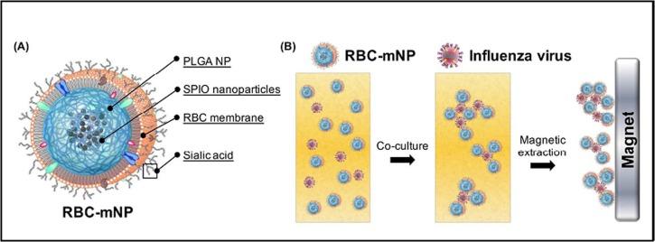 https://cdn.ncbi.nlm.nih.gov/pmc/blobs/2203/8500685/eaf2e18853e8/gr7_lrg.jpg