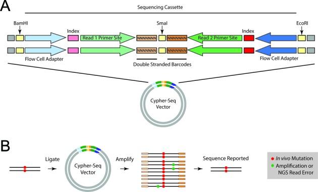 https://cdn.ncbi.nlm.nih.gov/pmc/blobs/2211/4756847/17223aeed385/gkv915fig1.jpg