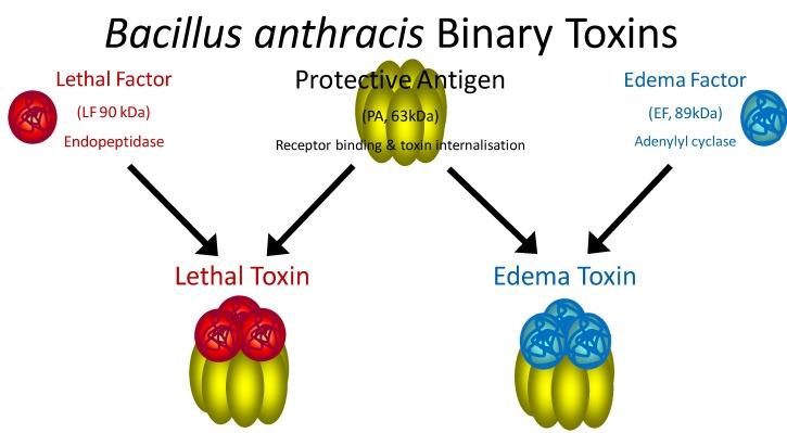 https://cdn.ncbi.nlm.nih.gov/pmc/blobs/2212/6259840/f8faf7a6dff0/molecules-16-02391-g001.jpg
