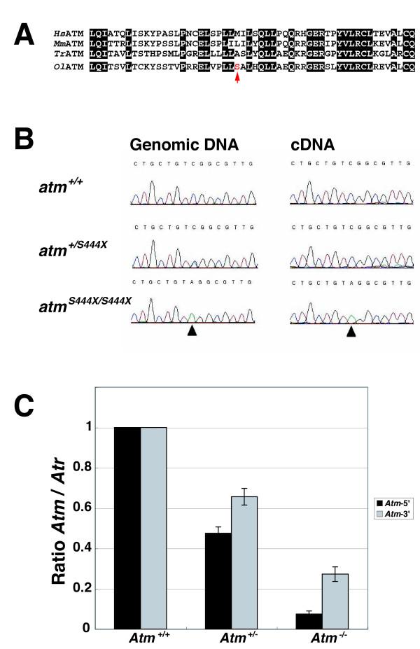 https://cdn.ncbi.nlm.nih.gov/pmc/blobs/2213/2949603/df910d3be6e8/1471-2199-11-70-8.jpg