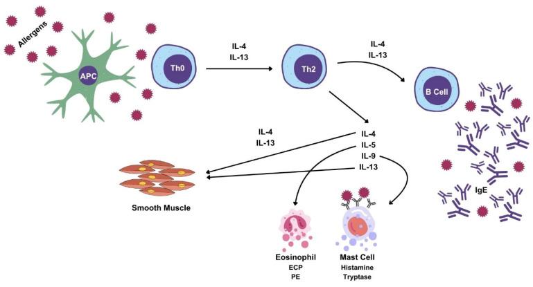https://cdn.ncbi.nlm.nih.gov/pmc/blobs/2214/11050072/61e1b072630a/ijms-25-04216-g001.jpg