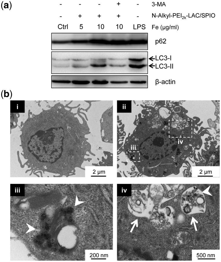https://cdn.ncbi.nlm.nih.gov/pmc/blobs/2219/6007228/a815f3208836/rbx032f4.jpg