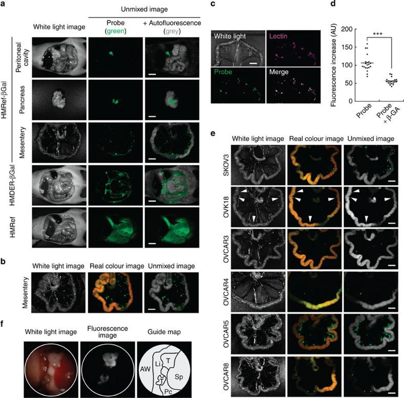 https://cdn.ncbi.nlm.nih.gov/pmc/blobs/221c/4382686/4e956a155c66/ncomms7463-f3.jpg