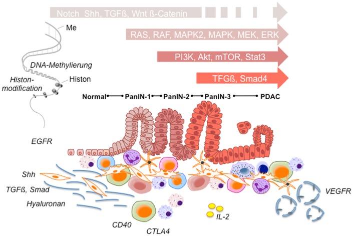 https://cdn.ncbi.nlm.nih.gov/pmc/blobs/221e/3831165/a8a5f39f43ce/fonc-03-00282-g001.jpg