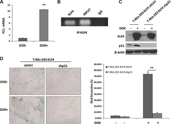 https://cdn.ncbi.nlm.nih.gov/pmc/blobs/2221/5312384/08fcf60dd441/oncotarget-07-60290-g002.jpg