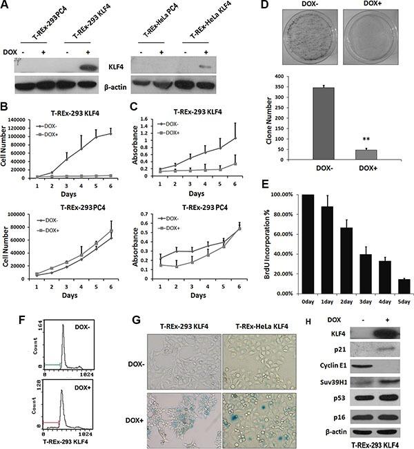 https://cdn.ncbi.nlm.nih.gov/pmc/blobs/2221/5312384/4a0fb85ba804/oncotarget-07-60290-g001.jpg