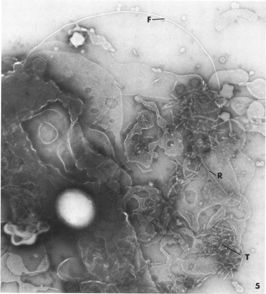 https://cdn.ncbi.nlm.nih.gov/pmc/blobs/2229/249773/ab6af7943486/jbacter00392-0445-a.jpg