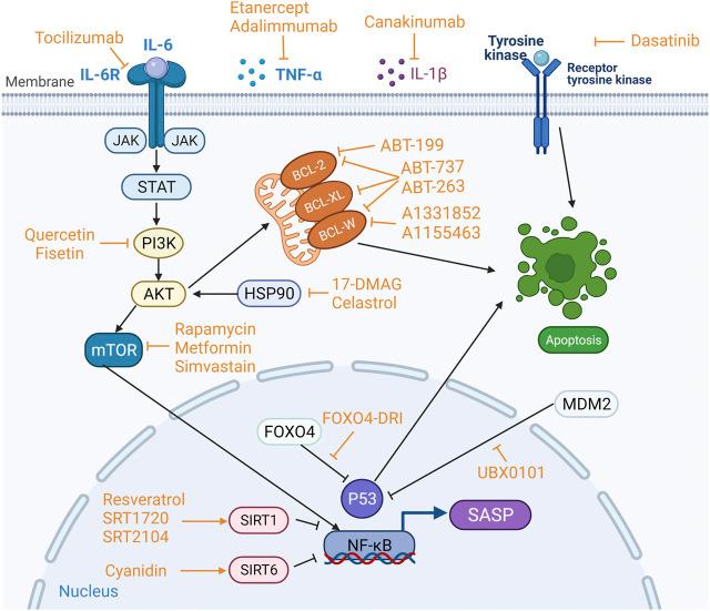 https://cdn.ncbi.nlm.nih.gov/pmc/blobs/222b/8419276/a67dfac38fe3/fphar-12-728100-g003.jpg