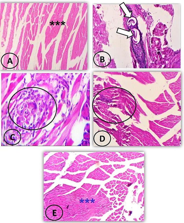 https://cdn.ncbi.nlm.nih.gov/pmc/blobs/2231/10440570/67a6b8da452d/gr2.jpg