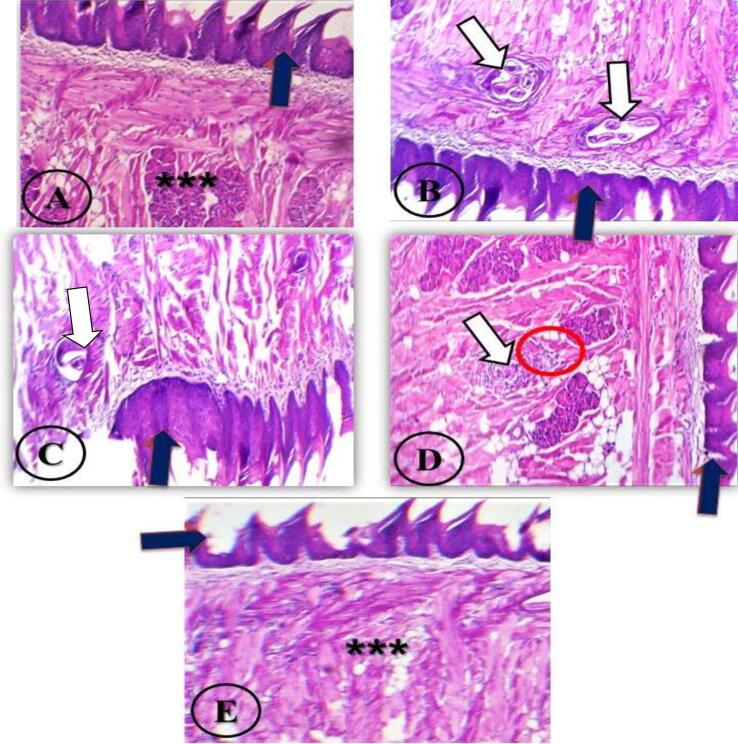 https://cdn.ncbi.nlm.nih.gov/pmc/blobs/2231/10440570/f69c2131a705/gr3.jpg