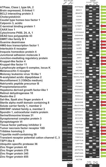 https://cdn.ncbi.nlm.nih.gov/pmc/blobs/2234/1994703/c642d0f035e3/pgen.0030157.g007.jpg