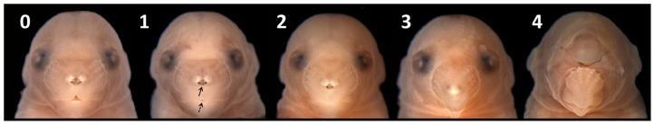 https://cdn.ncbi.nlm.nih.gov/pmc/blobs/2235/3929747/fb48bd7dceea/pone.0089448.g001.jpg
