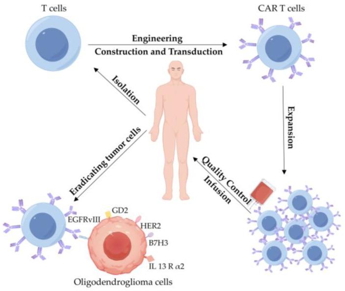 https://cdn.ncbi.nlm.nih.gov/pmc/blobs/2239/12108979/9ab62e963dec/biomedicines-13-01133-g004.jpg