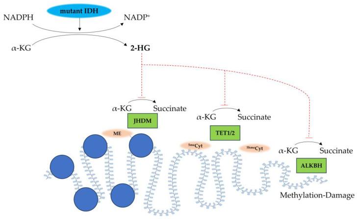 https://cdn.ncbi.nlm.nih.gov/pmc/blobs/2239/12108979/dbba1d7b76cf/biomedicines-13-01133-g002.jpg