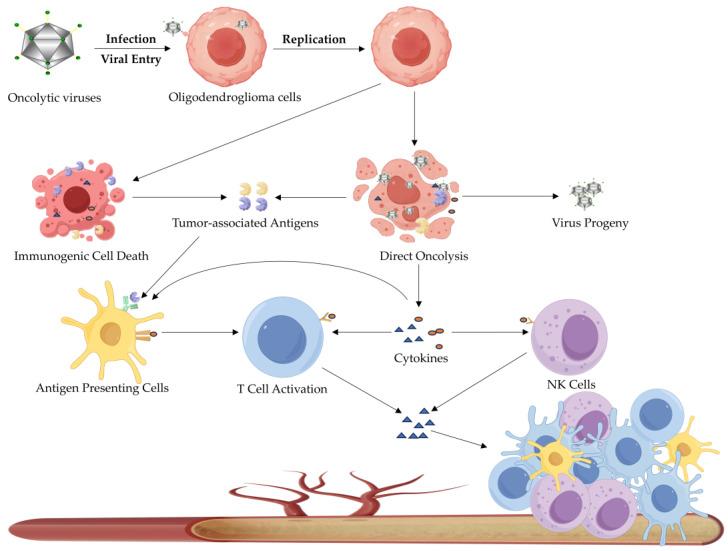 https://cdn.ncbi.nlm.nih.gov/pmc/blobs/2239/12108979/ed5f84251638/biomedicines-13-01133-g003.jpg