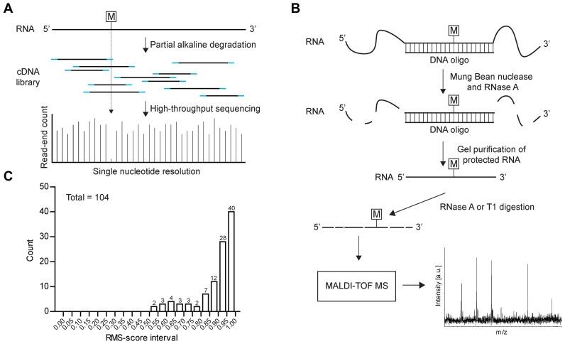 https://cdn.ncbi.nlm.nih.gov/pmc/blobs/2240/5027482/686d00c58fca/gkw482fig1.jpg