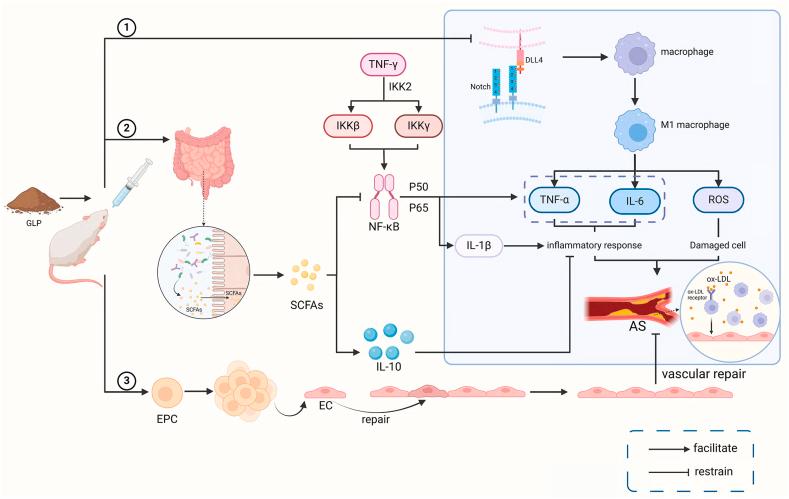 https://cdn.ncbi.nlm.nih.gov/pmc/blobs/224b/11253544/550165e2b69b/gr1.jpg