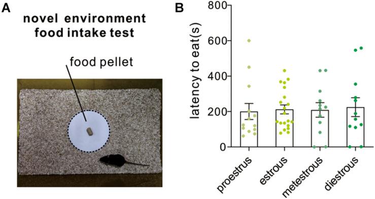 https://cdn.ncbi.nlm.nih.gov/pmc/blobs/224d/8056075/e52d6decddc0/fnins-15-650793-g005.jpg