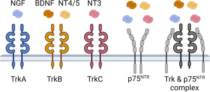 https://cdn.ncbi.nlm.nih.gov/pmc/blobs/2250/11066552/0fd2c63b32ea/gr1.jpg