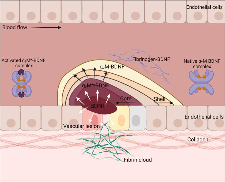 https://cdn.ncbi.nlm.nih.gov/pmc/blobs/2250/11066552/662649dffd3b/gr2.jpg