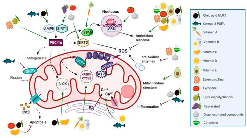 https://cdn.ncbi.nlm.nih.gov/pmc/blobs/2251/7551996/903b82d0de3f/nutrients-12-02785-g003.jpg
