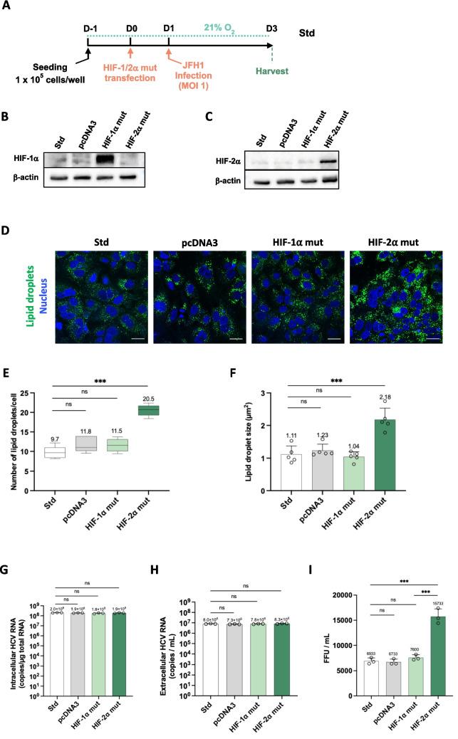 https://cdn.ncbi.nlm.nih.gov/pmc/blobs/2253/12176712/65d7cdf8b55a/18_2025_5739_Fig4_HTML.jpg