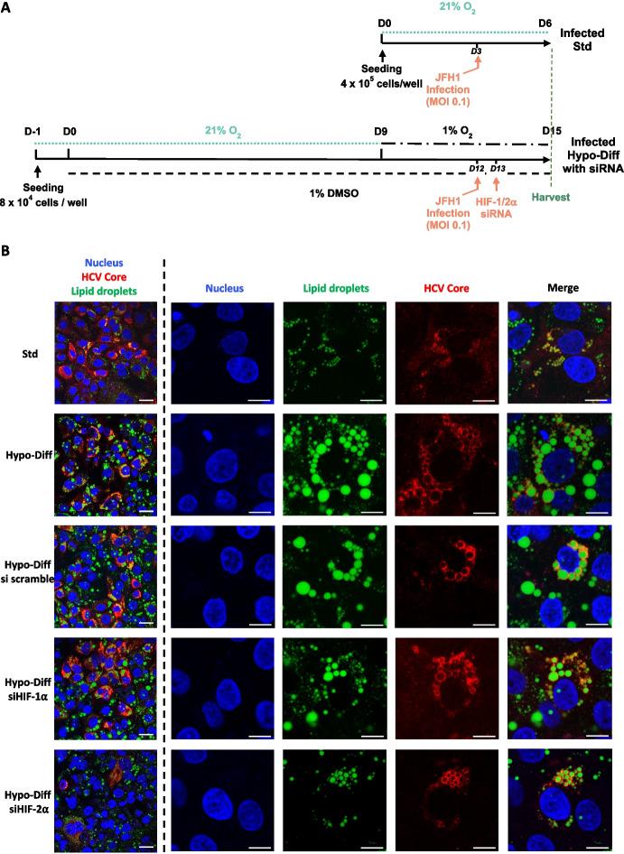 https://cdn.ncbi.nlm.nih.gov/pmc/blobs/2253/12176712/bf7dd4e1c010/18_2025_5739_Fig3a_HTML.jpg