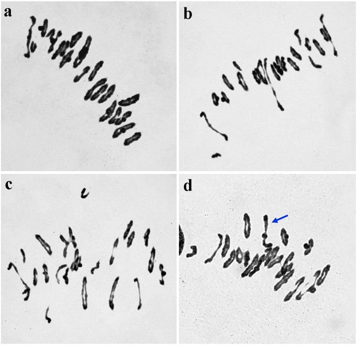 https://cdn.ncbi.nlm.nih.gov/pmc/blobs/2255/4868327/c58fe9987763/pone.0155667.g001.jpg