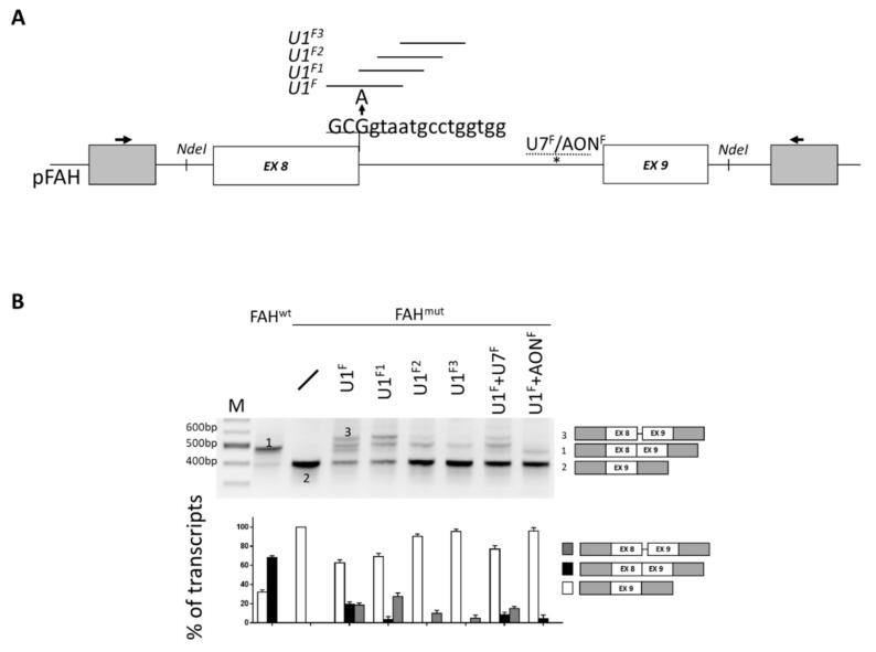https://cdn.ncbi.nlm.nih.gov/pmc/blobs/2257/7139742/514dbe6c7162/ijms-21-02136-g001.jpg