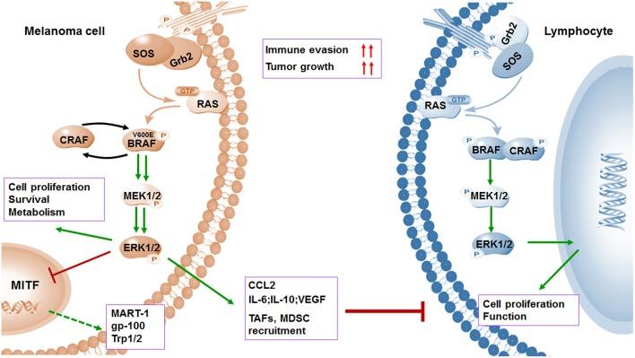 https://cdn.ncbi.nlm.nih.gov/pmc/blobs/2258/6513976/2ef43a412e1b/fimmu-10-00990-g0002.jpg
