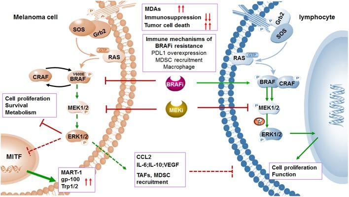 https://cdn.ncbi.nlm.nih.gov/pmc/blobs/2258/6513976/91128e438b6e/fimmu-10-00990-g0003.jpg