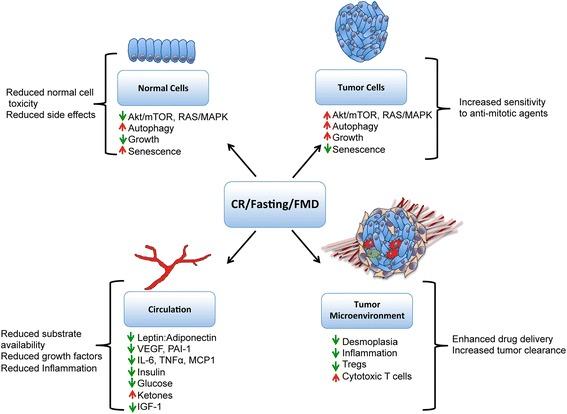 https://cdn.ncbi.nlm.nih.gov/pmc/blobs/225e/5442682/69a0767bd5d7/12916_2017_873_Fig1_HTML.jpg